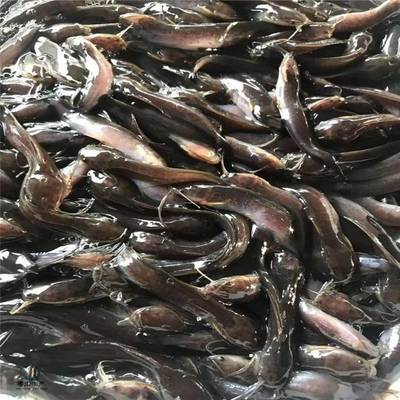 粵宏水產 專業(yè)批發(fā)優(yōu)質埃及塘鲺魚苗，信譽為本，服務全國